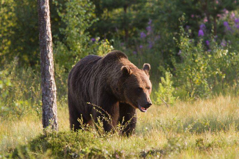 حیات وحش کرمانشاه زیستگاه مناسبی برای افزایش جمعیت خرس ها