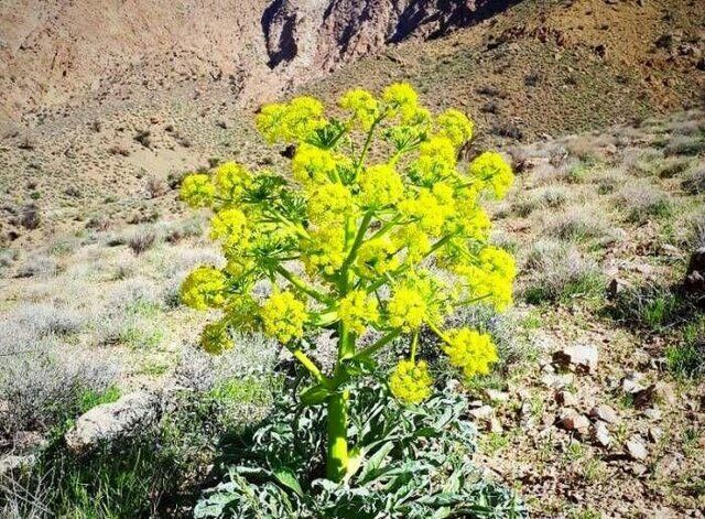 کشت گیاه دارویی آنغوزه برای نخستین بار در جغتای