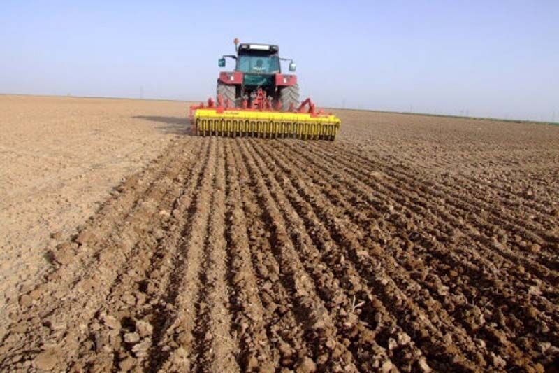 ۹۰ درصد اراضی طرح جهش تولید گندم در دیمزارها زیر کشت رفت