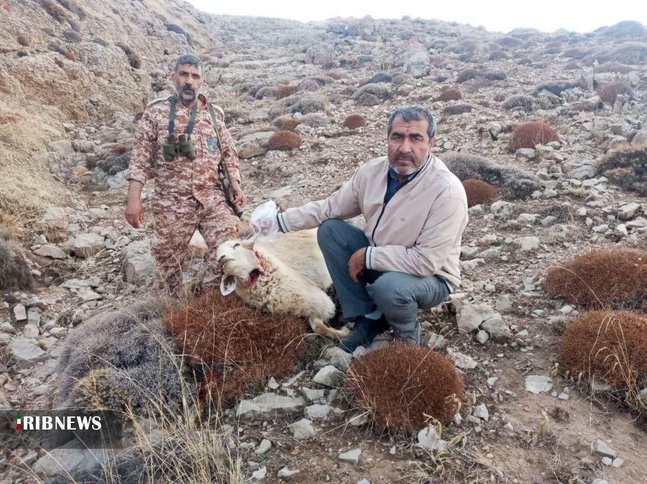 گرگ دریدگی شامل پرداخت جریمه نمی شود