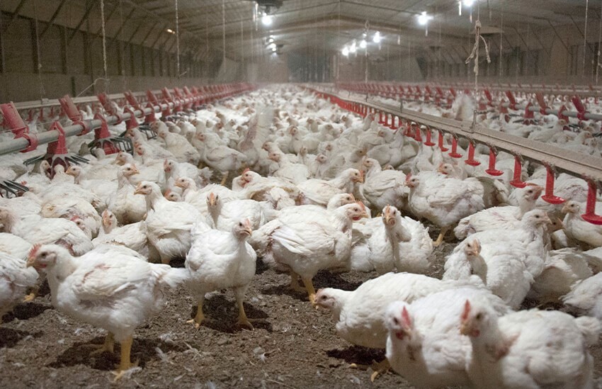 تجهیز ۷۵ درصد مرغداری های بردسکن به سیستم گازرسانی