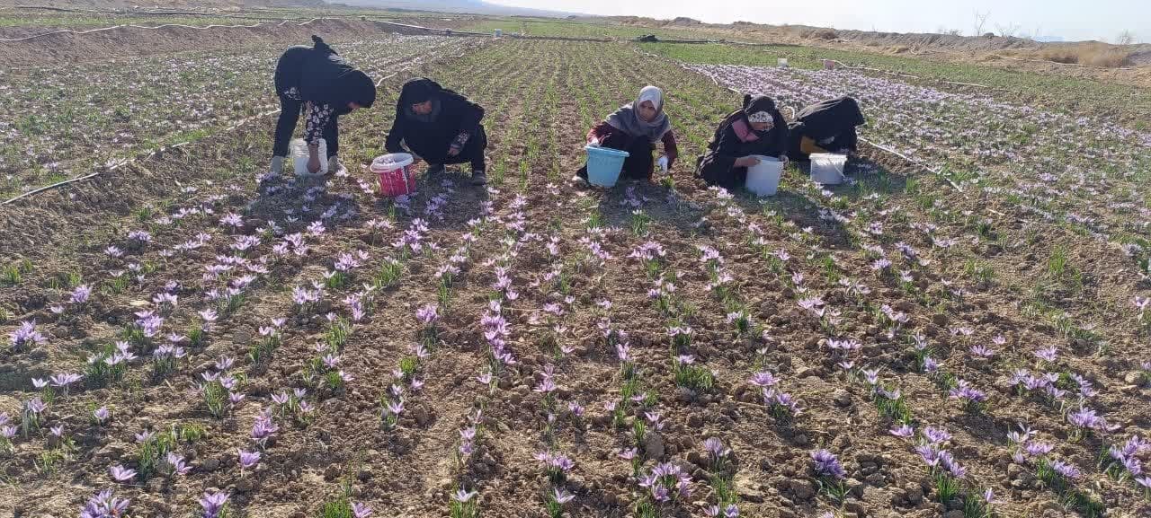 کاهش ۶۰ درصدی برداشت زعفران در مزارع شهرستان فردوس