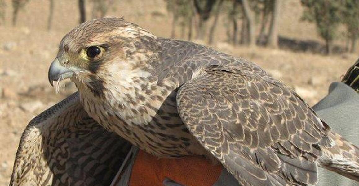 متلاشی شدن باند زنده‌گیری و قاچاق پرندگان شکاری در خراسان رضوی