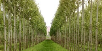 عرصه‌یابی بیش از پنج هزار و ۳۰۰ هکتار زمین برای کاشت درخت
