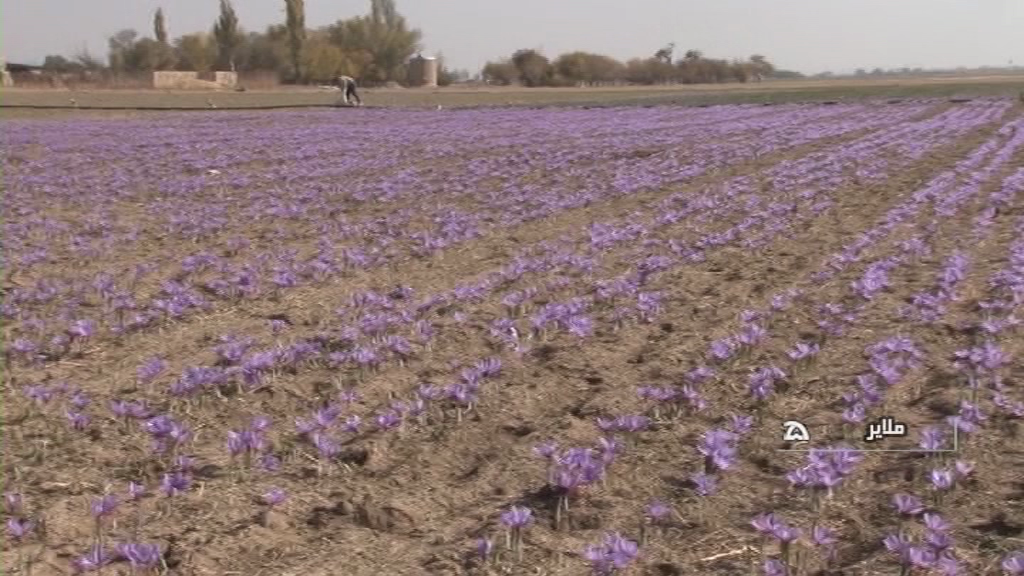 پیش بینی برداشت بیش از  ۸۰۰ کیلو طلای سرخ در ملایر 