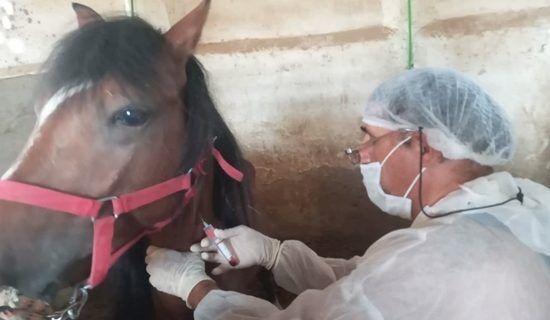 اجرای طرح پایش بیماری مشمشه در جمعیت اسب‌ها در کاشان