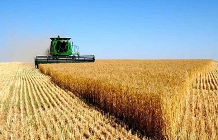 ۱۲۰ هزار هکتار از مزارع استان قزوین در طرح جهش تولید