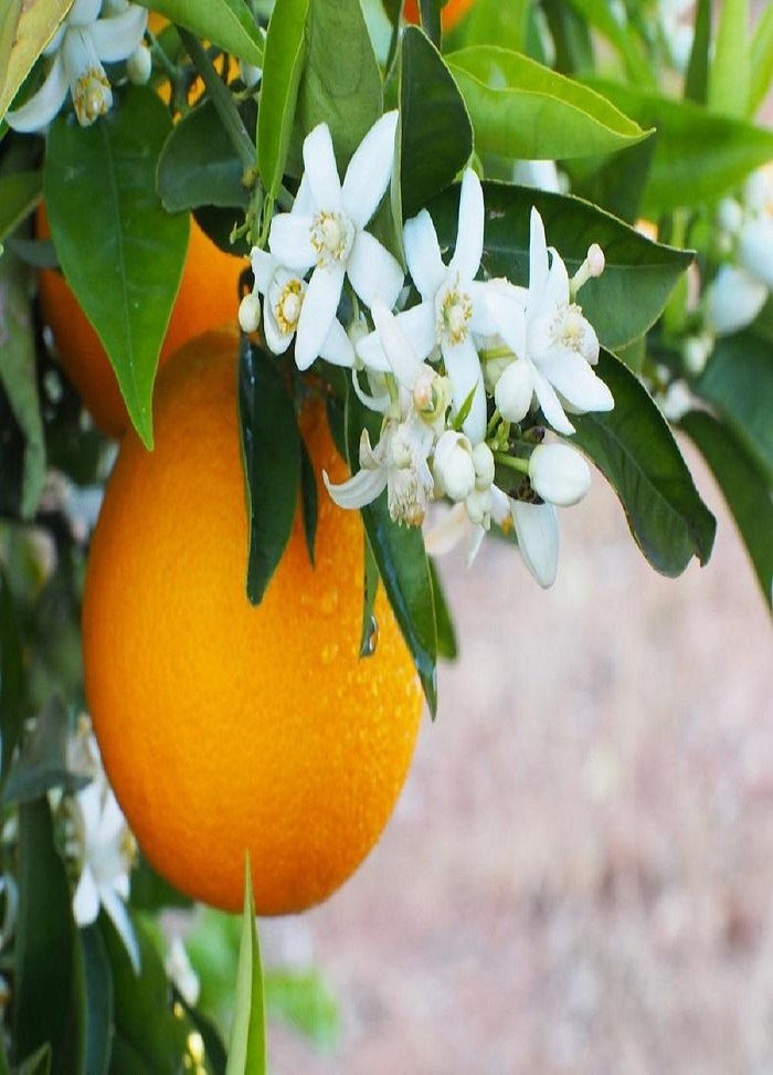 بهارنارنج، دمنوشی برای رفع خستگی