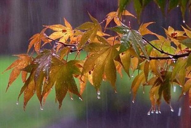 طراوت باران پاییزی در مهاباد