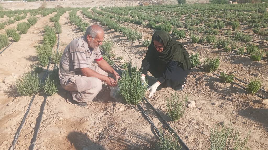 آغاز برداشت گیاهان دارویی در گچساران