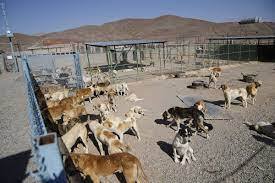 جمع آوری  ۲ هزار و ۶۹۳ قلاده سگ بلاصاحب در ارومیه