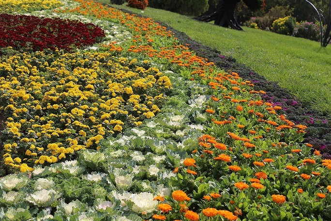 کاشت ۲۱۰ هزار بوته گل پاییزی در باغ مشهد