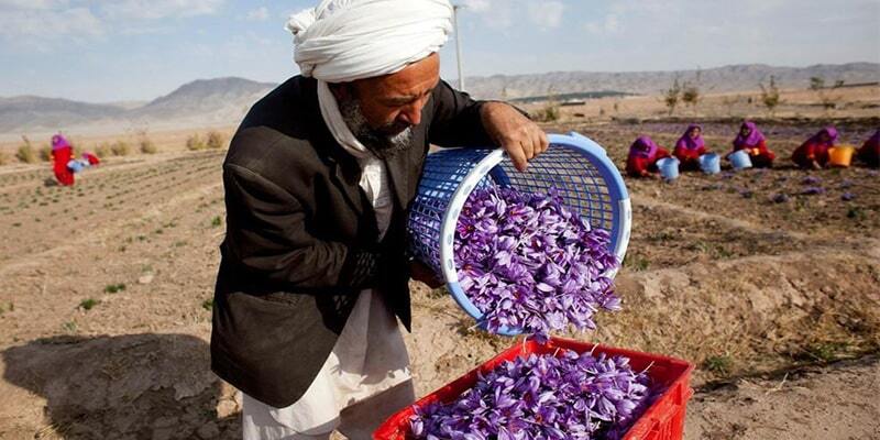 برداشت زعفران نیمی از زمین‌های زیر کشت خراسان رضوی