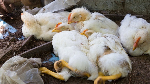 لزوم آگاه سازی مرغداران برای جلوگیری از شیوع آنفولانزای فوق حاد پرندگان