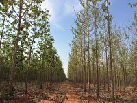 اجرای طرح زراعت چوب در شوش با اختصاص ۳۵ هزار هکتار زمین