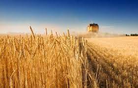 اجرای طرح جهش گندم در دیم‌زار‌های کشور