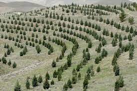 اقدام منابع طبیعی باشت در راستای کاشت یک میلیارد درخت