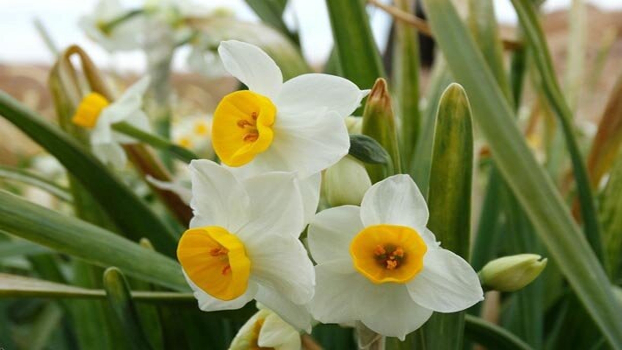 برگزاری جشنواره گل نرگس در شهرستان خفر