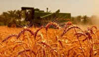 میزان خرید گندم از ۱۰‌ میلیون تن عبور کرد