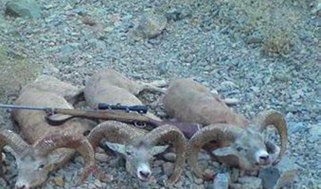 کشف لاشه ۳ رأس قوچ وحشی از متخلفان شکار در شهرستان سربیشه
