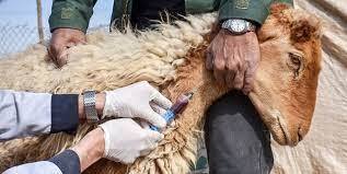 واکسیناسیون یک میلیون راس دام در استان اردبیل علیه تب برفکی