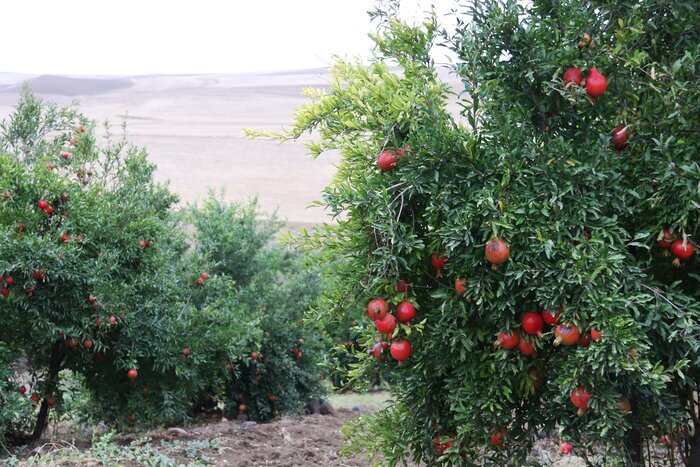 خسارت میلیاردی به باغ های انار شهرستان استهبان