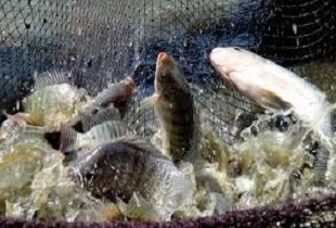 پرورش ماهی تیلاپیا در زنجان؛ ممنوع