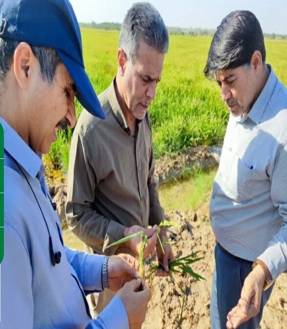 بررسی وضعیت رشد محصول مزارع برنج خوزستان
