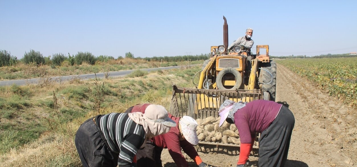 کاهش برداشت چغندر در بخش رخ تربت حیدریه خراسان رضوی