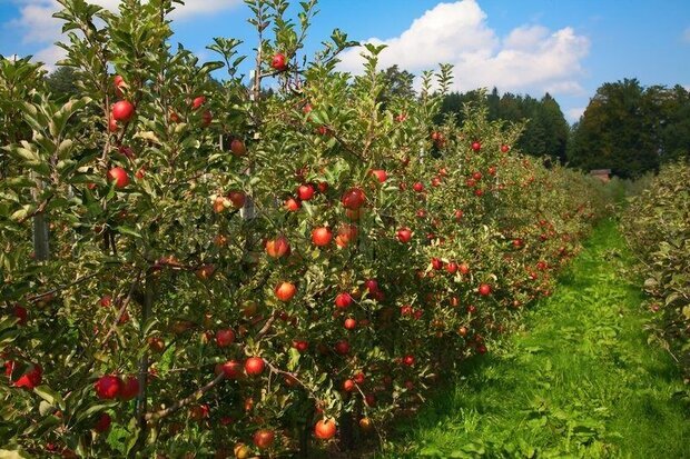 مراقبت کشاورزان از آفت کرم برگخوار پائیزه در مزارع