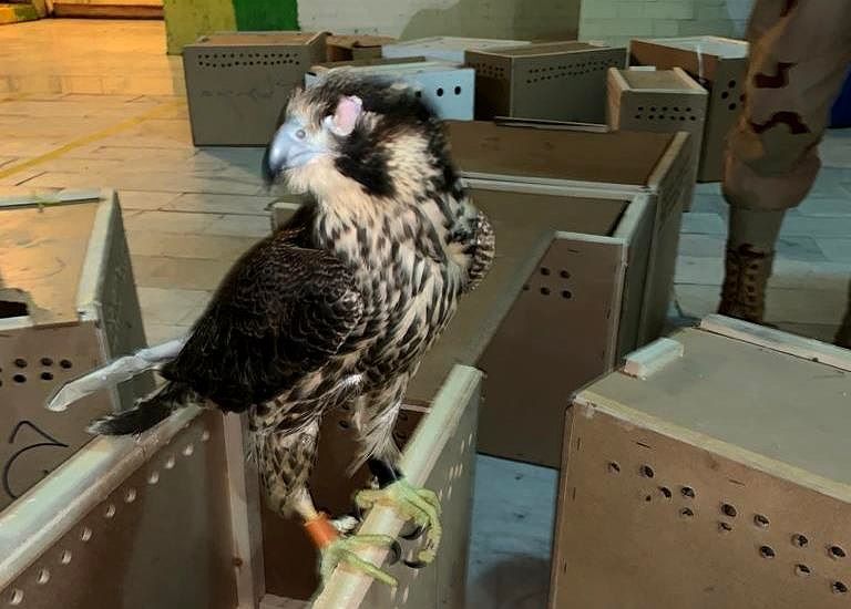 محموله پرندگان شکاری در اقدام مشترک مرزبانی بوشهر و پلیس قم کشف شد