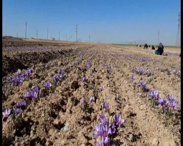 برداشت زعفران از مزارع شهرستان مبارکه