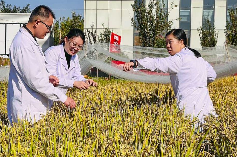 تولید برنج مقاوم به نمک در چین ( ویترین / منبع : دفتر همکاری فناوری سفارت ایران در پکن)