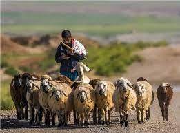 طرح بیمه فراگیر دام در استان بوشهر اجرایی می‌شود