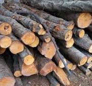 کشف ۴ تن چوب قاچاق در گیلانغرب