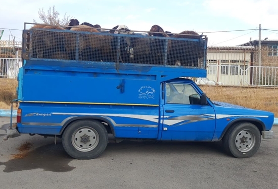 توقیف خودروی حامل ۲۵ راس گوسفند فاقد مجوز بهداشتی حمل  در تربت حیدریه