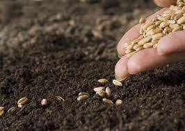 توزیع ۴۴ هزار تن بذر گواهی شده  در خوزستان