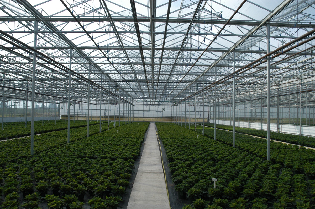 ساخت گلخانه بزرگ‌مقیاس شیشه‌ای اتوماتیک در همدان