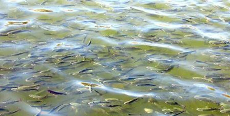 رها سازی ۵۰ هزار قطعه ماهی گرمابی در کاسه سد زاگرس شهرستان گیلانغرب