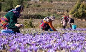۹۳ درصد تولید جهانی زعفران در اختیار ایران است