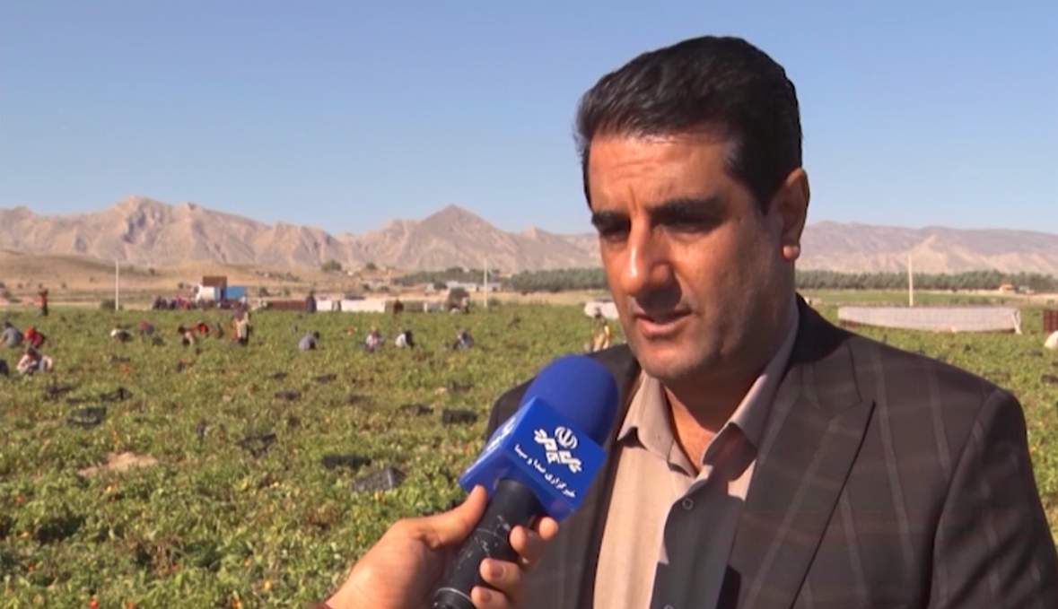 پیش‌بینی برداشت ۵۷۵ هزار تن گوجه‌فرنگی از زمین‌های استان بوشهر