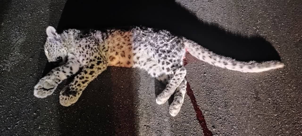 تلف شدن یک توله پلنگ بر اثر تصادف در جاده ابوالحیات _ شیراز
