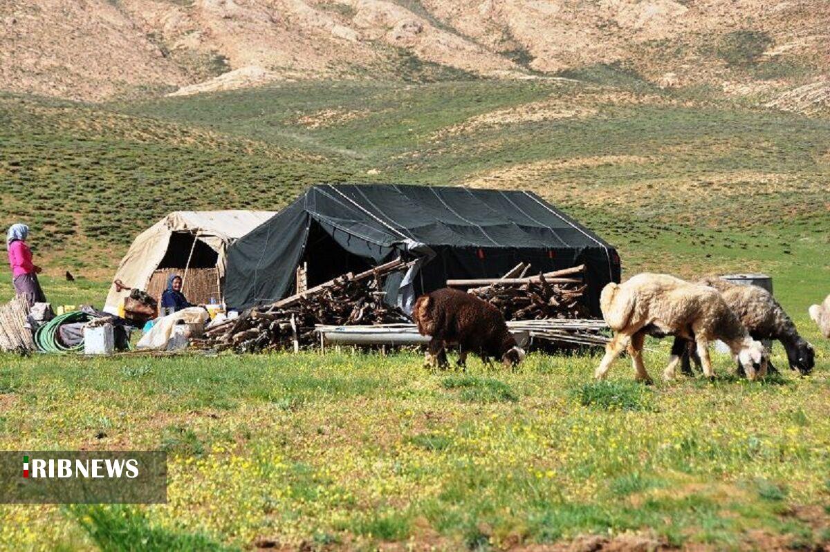 توزیع ۵ هزار تن علوفه دامی در مناطق عشایری لرستان