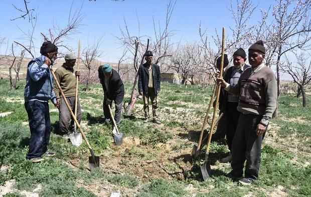 پوشش ۳۶ درصدی مشمولان صندوق بیمه اجتماعی کشاورزان، روستاییان و عشایر خراسان جنوبی