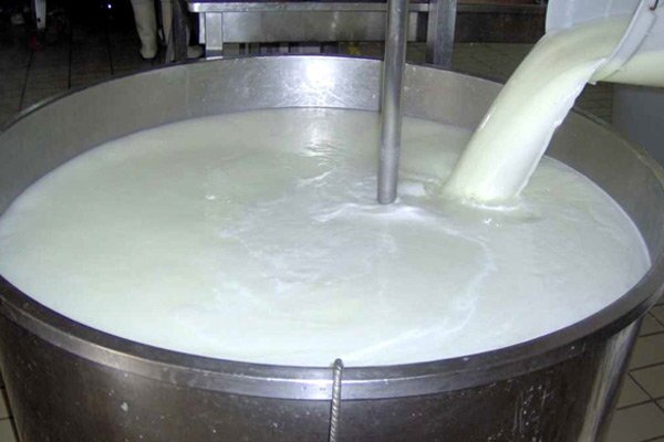 تولید سالیانه ۱۱ هزار تن شیر خام در تنکابن