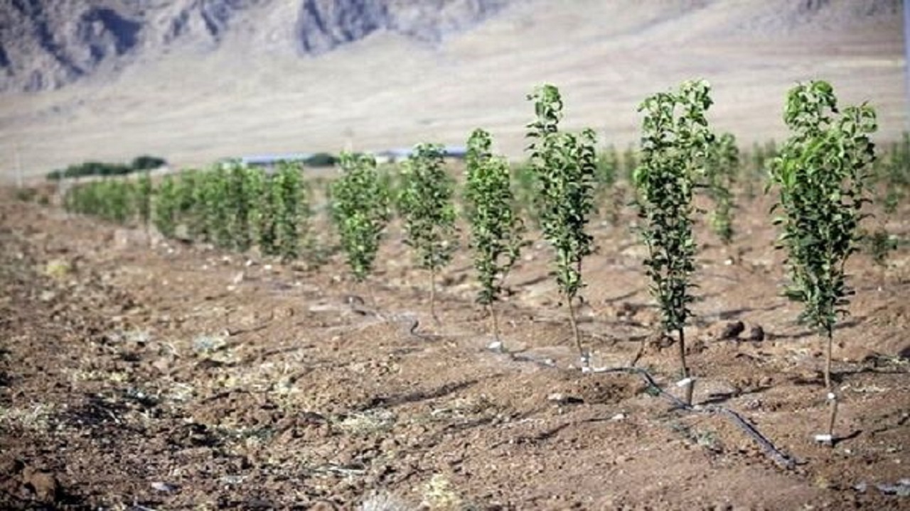 تولید ۳.۵ میلیون نهال، تعهد امسال خراسان جنوبی برای مراتع