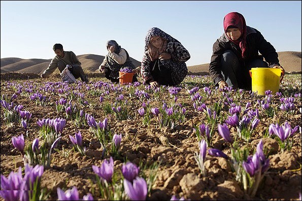 تولید ۶۵۰ کیلوگرم زعفران از مزارع سروستان