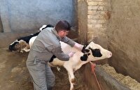 اجرای طرح جهادی درمان دام های روستایی در البرز