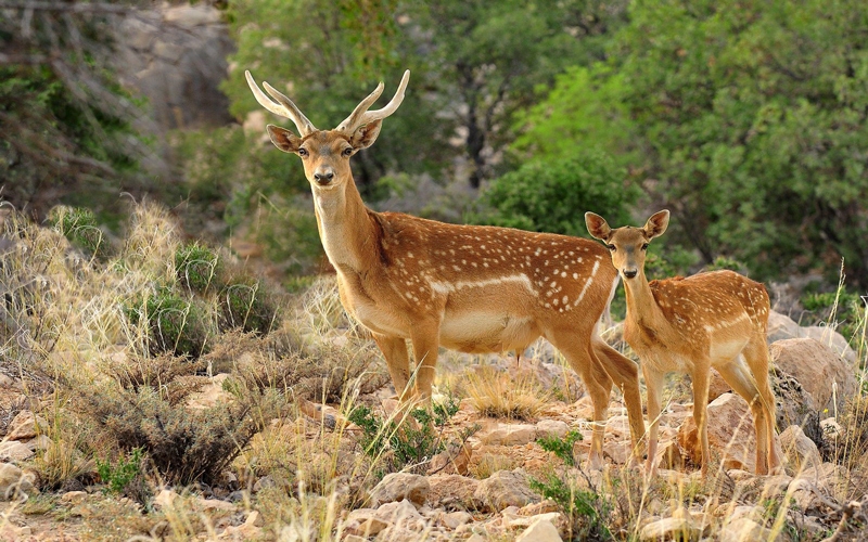 آغاز سرشماری زمستانی حیات وحش