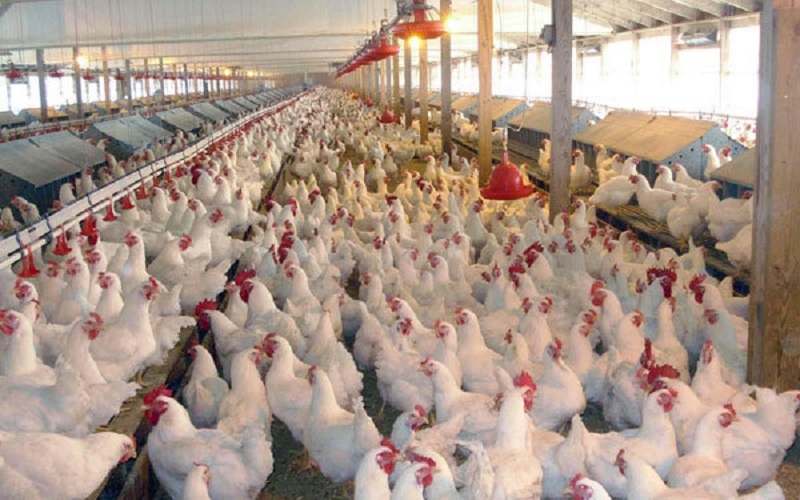 صدور مجوز ساخت ۶۰۰ واحد مرغداری در خوزستان